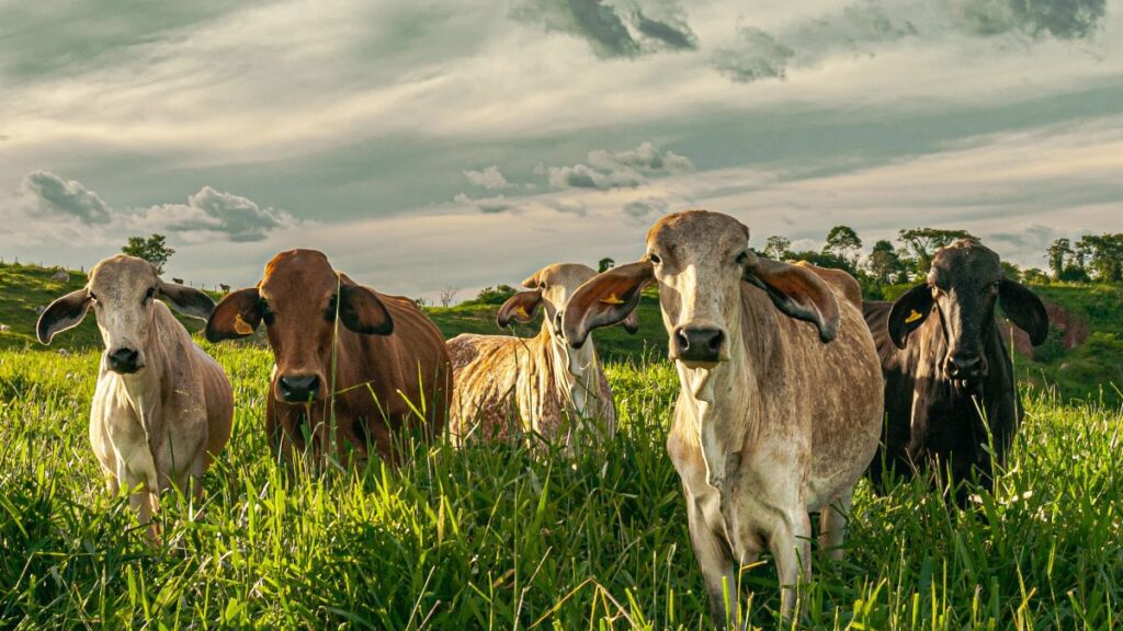 Cotações do boi gordo seguem estáveis