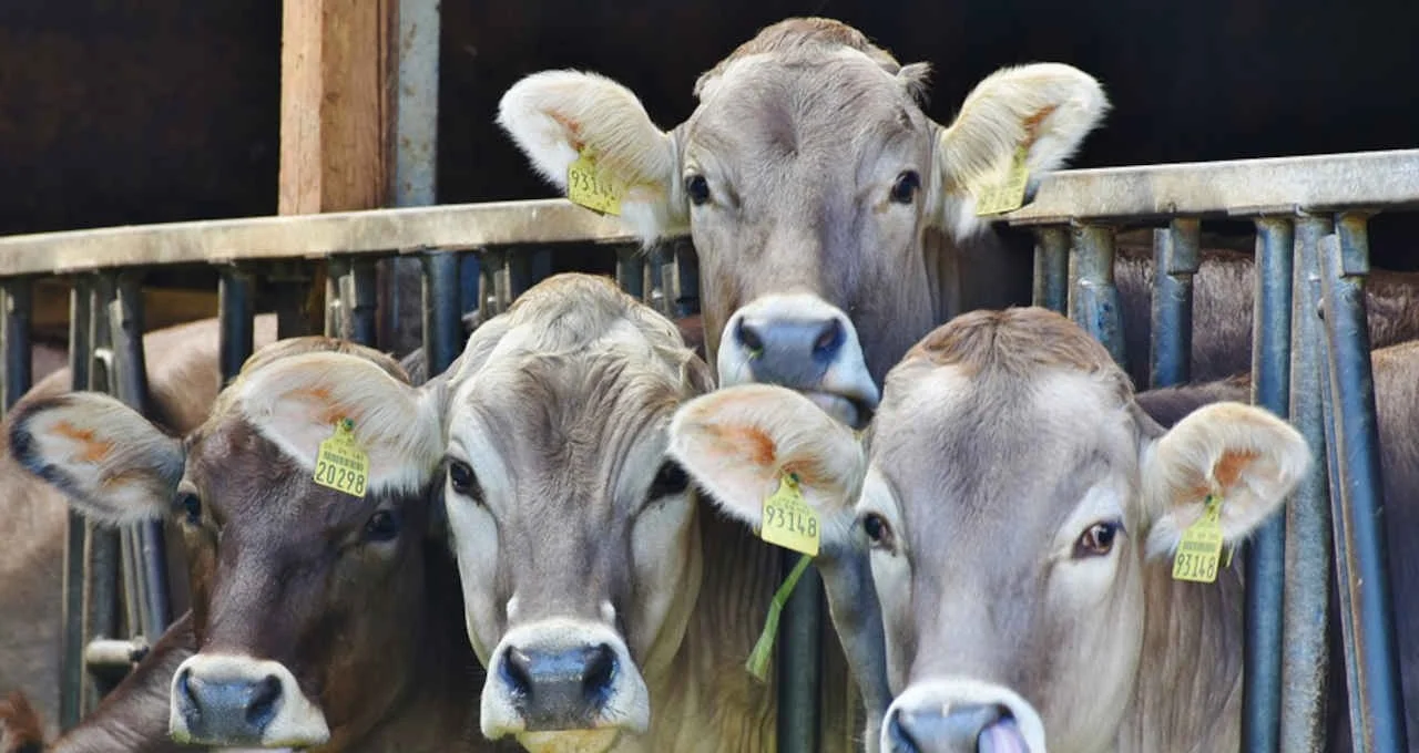 Cresce abate de animais no 3° trimestre 3 Cresce abate de animais no 3° trimestre