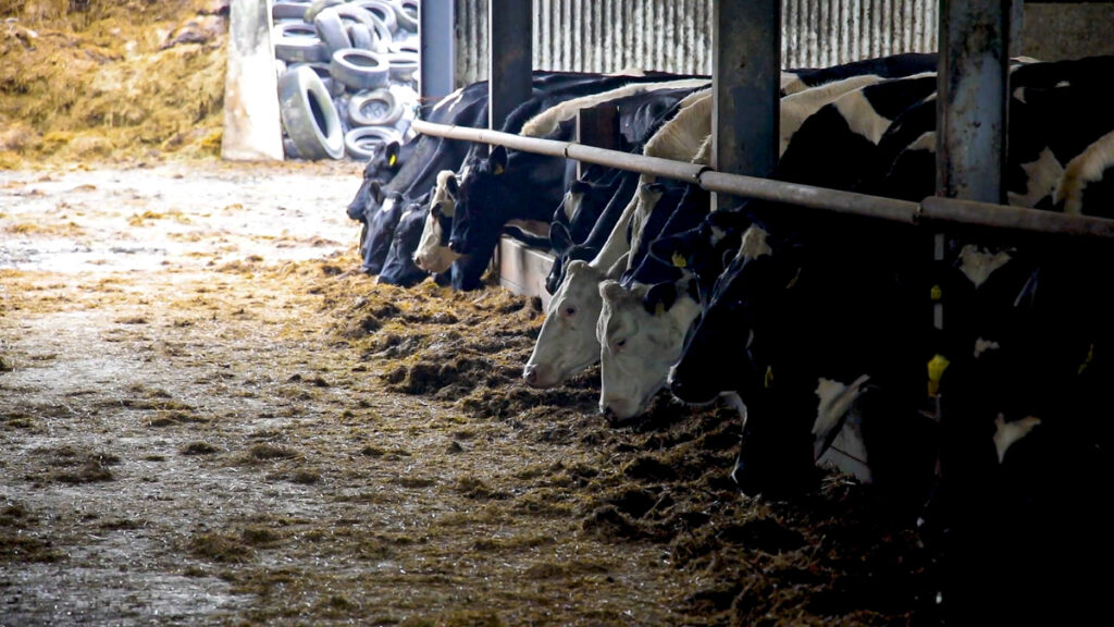 Dairy advice: Preparing for the breeding season