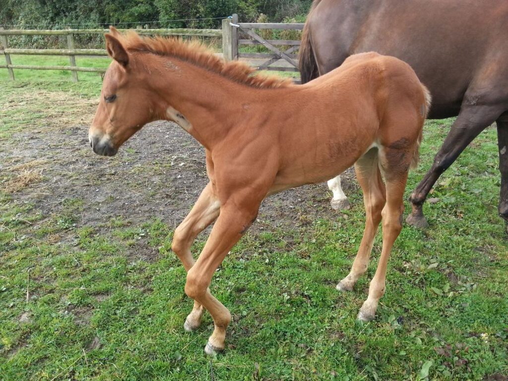 deformidade angular em potros o que e como tratar 1