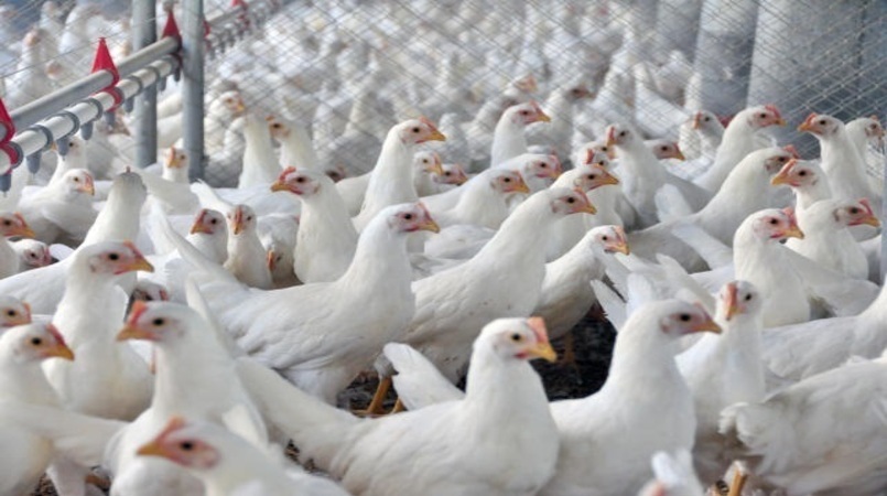 Demanda interna aquecida eleva preços do frango, mas exportações recuam