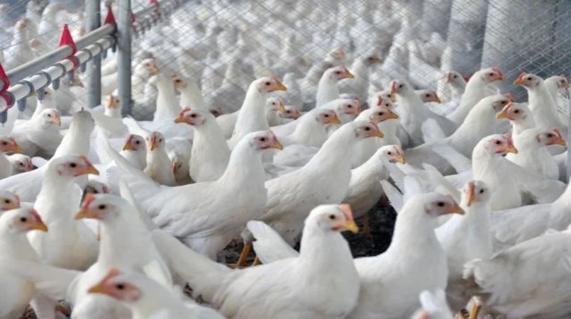 demanda interna aquecida eleva precos do frango mas exportacoes recuam 1