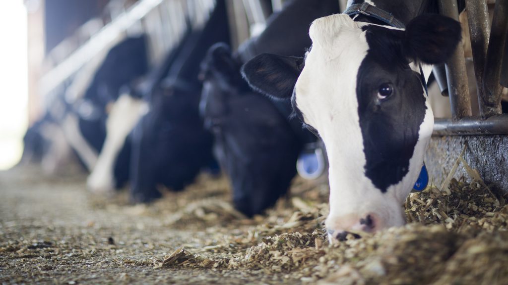 dietas cationicas quais os beneficios no pos parto 1