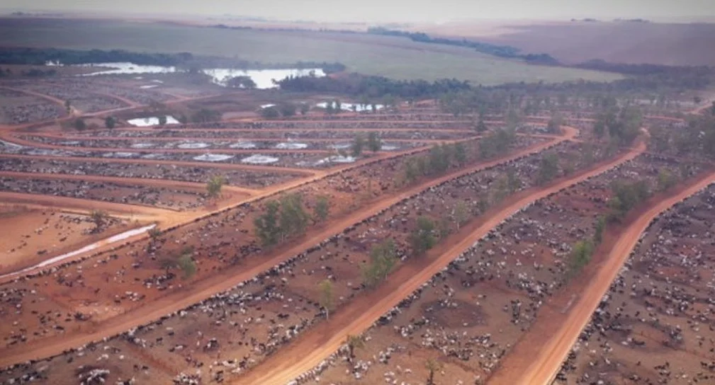 Ele é o Imperador da pecuária brasileira, vídeo! 2 ele e o imperador da pecuaria brasileira video 1