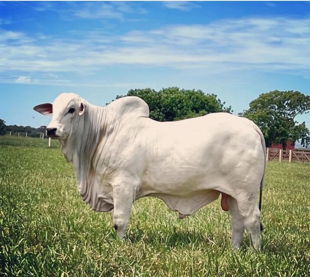 Engorda do gado: como aumentar as arrobas 2 Cotações do boi gordo seguem estáveis