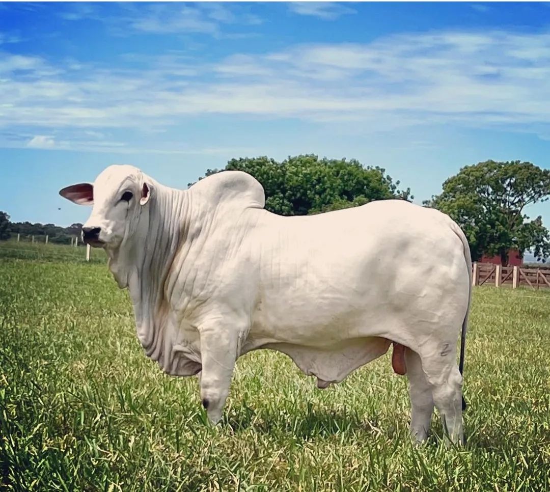 Cotações do boi gordo seguem estáveis