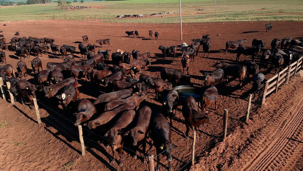 entendendo sobre a pecuaria intensiva 1