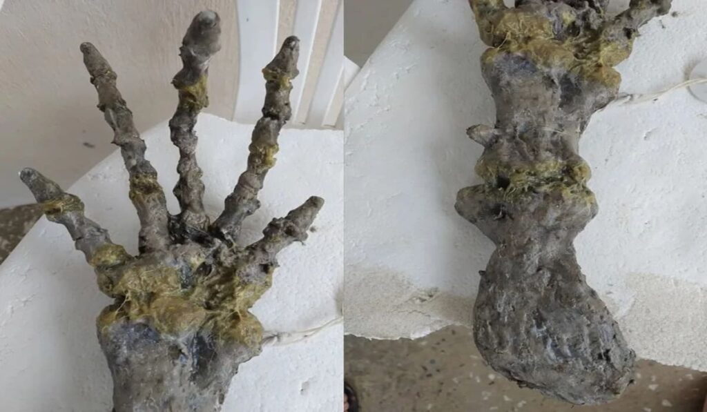 Esqueleto de mão gigante humanoide aparece na praia