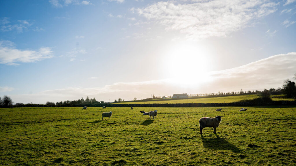 fluke infection predicted to be prevalent in west and northwest 1