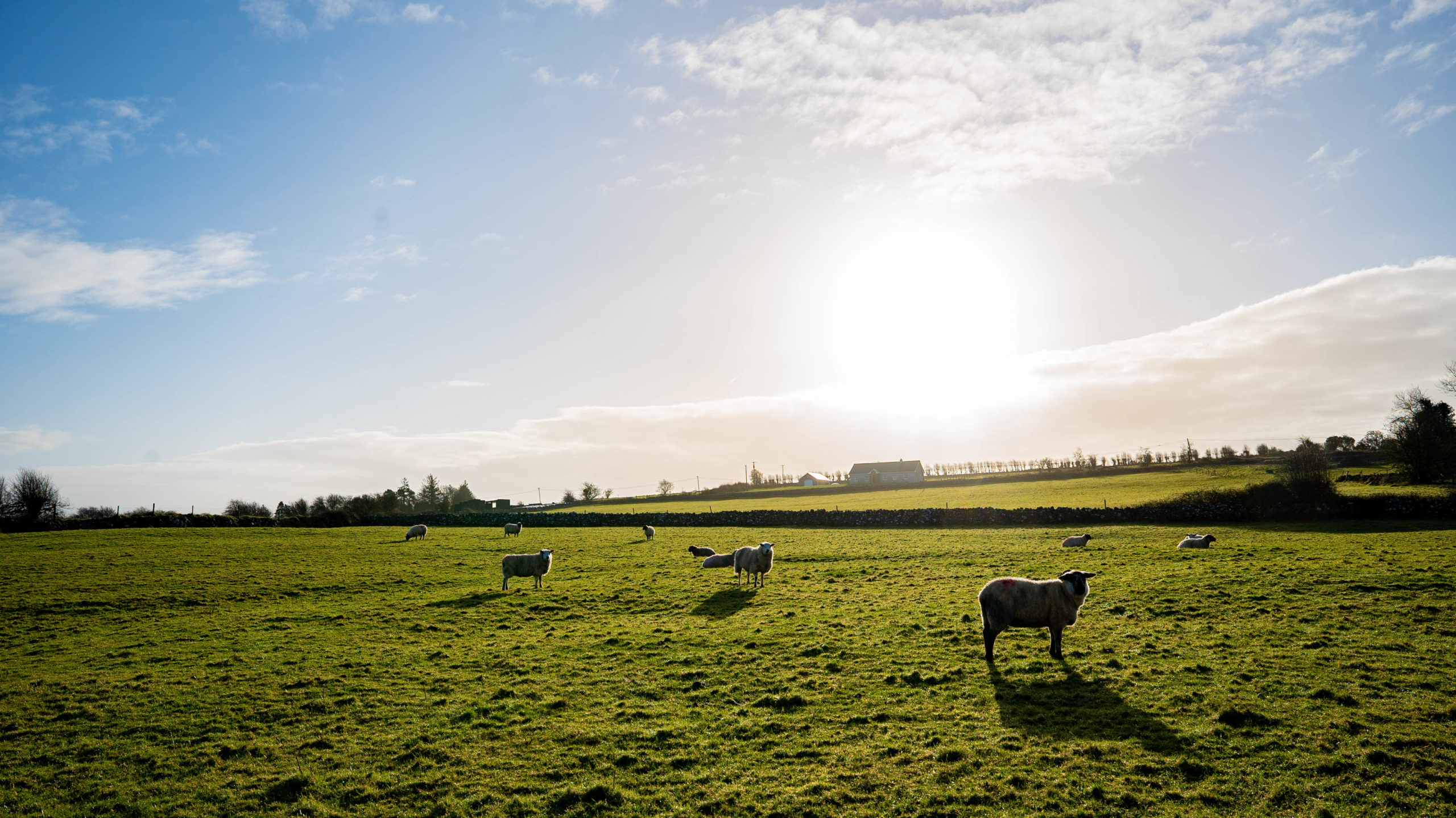 fluke infection predicted to be prevalent in west and northwest 1