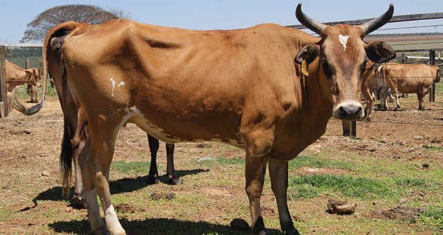 frigorificos podem ter ganhos com mercados perifericos enquanto preco do boi da vaca louca derrete money times 3