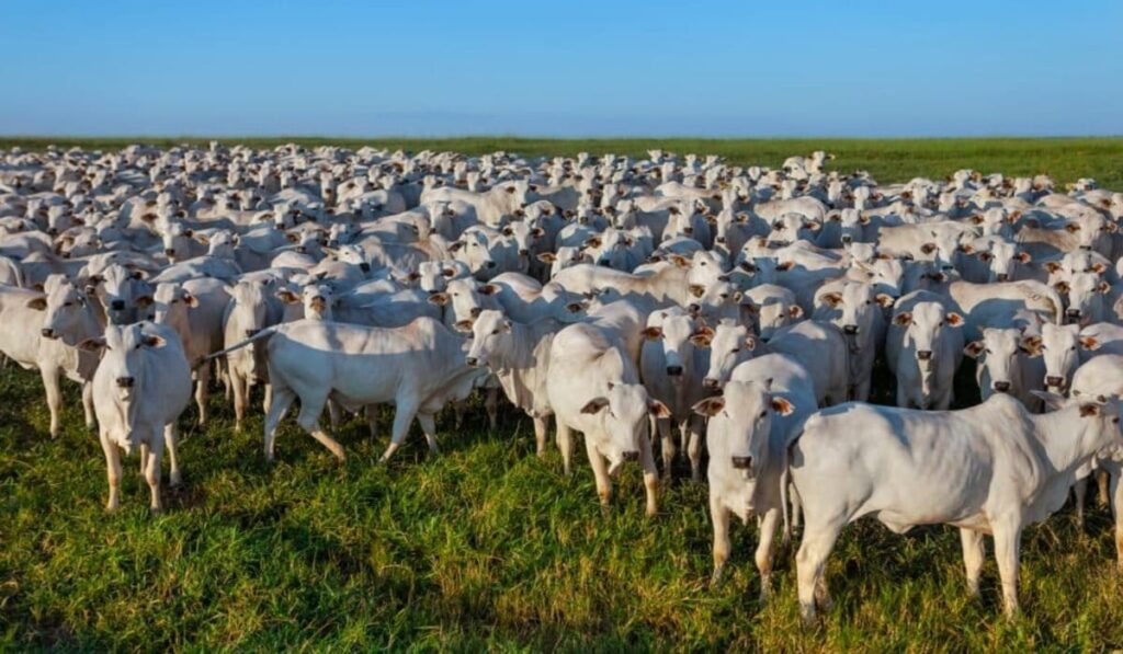 Treinamentos de Bem-Estar Animal para pecuaristas