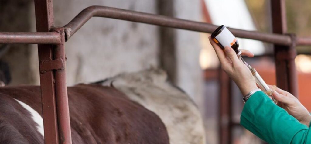 graduate vets in ireland earn up to e45000 report 1