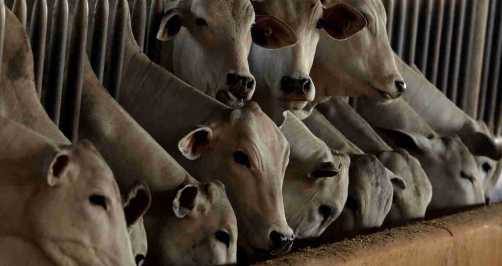 ha requisitos para fim de vacina obrigatoria para aftosa em sp diz agricultura money times 3