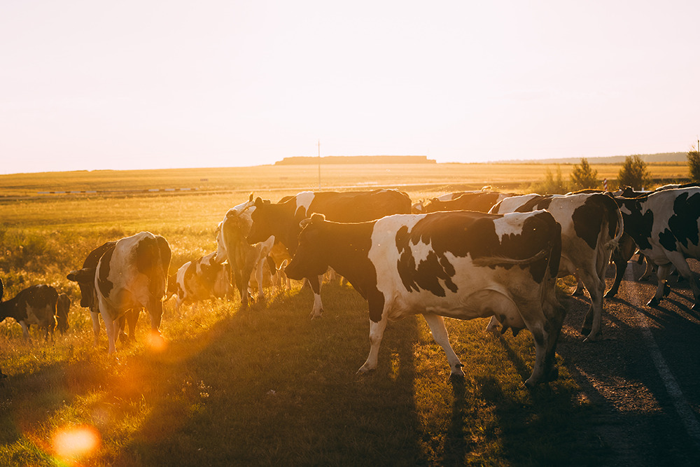 DAFM emite conselhos para proteger o gado durante o tempo quente