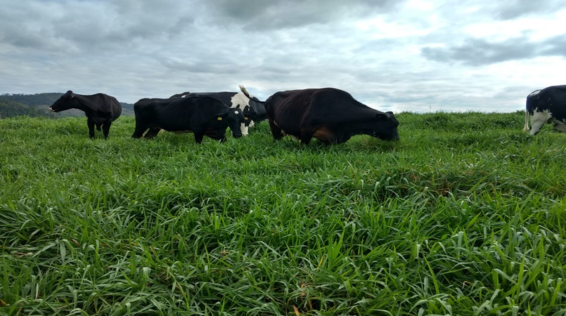 IBGE: Abate de bovinos cresce 11,2% no 3º trimestre e alcança 7,81 milhões de cabeças 10 ibge abate de bovinos cresce 112 no 3o trimestre e alcanca 781 milhoes de cabecas