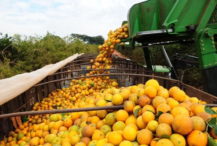 industria preve novo corte na estimativa de safra da florida 1