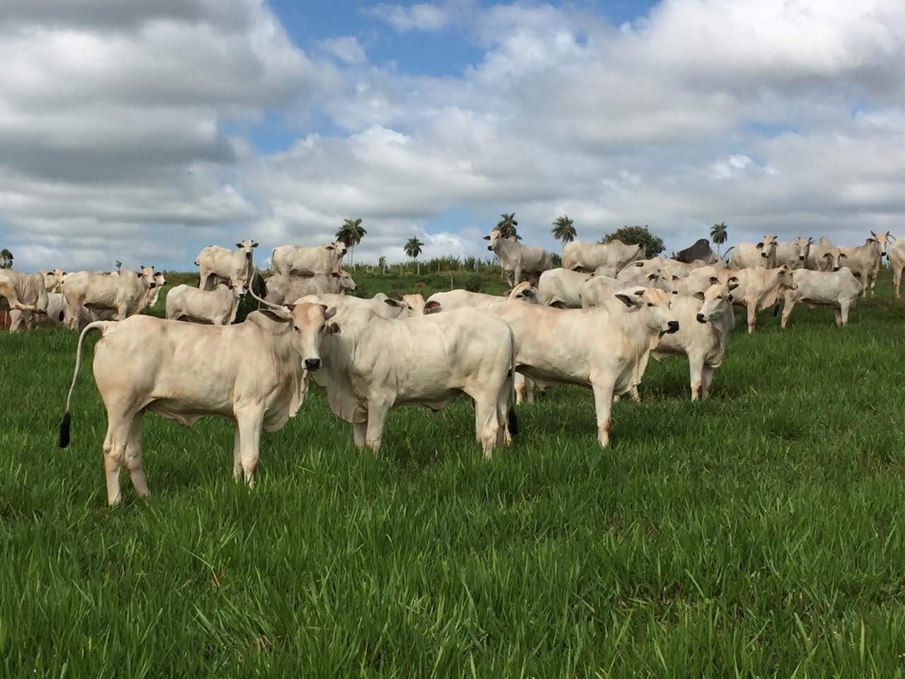 irrigar o pasto significa colher muito mais picanhas