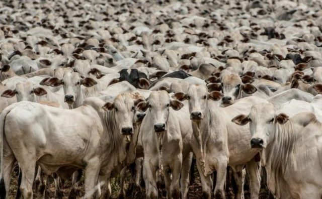 JBS admite ter comprado 9 mil bois ilegais do ‘maior desmatador do país’