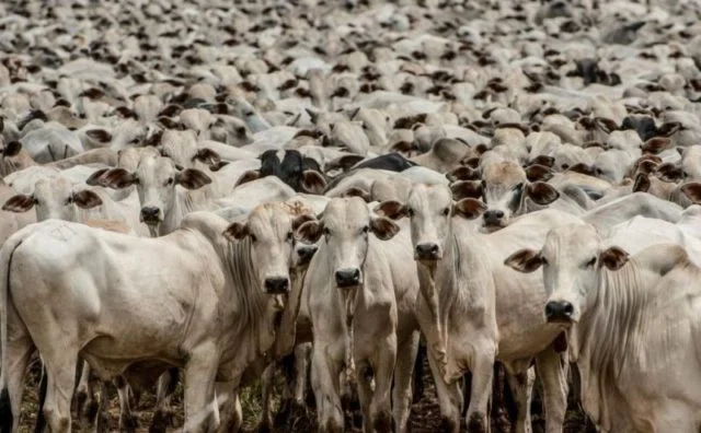 JBS admite ter comprado 9 mil bois ilegais do 'maior desmatador do país' 20 rebanho