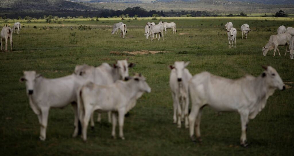 jbs jbss3 emite mais metano que metade do rebanho bovino dos eua veja documento ao agro money times