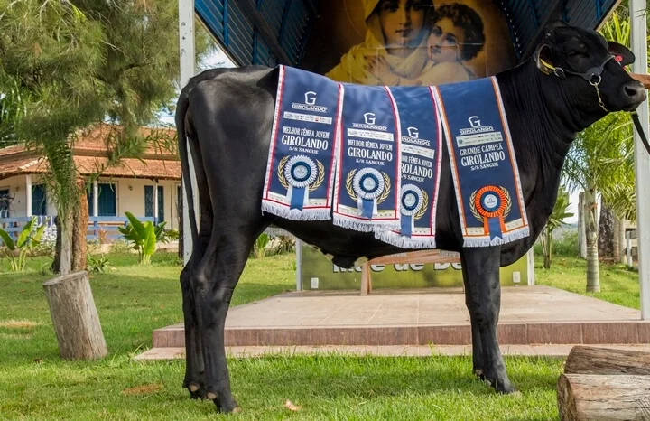 Jovem Criador e Seu Grande Exemplo de Maturidade 2 jovem criador e seu grande exemplo de maturidade 1