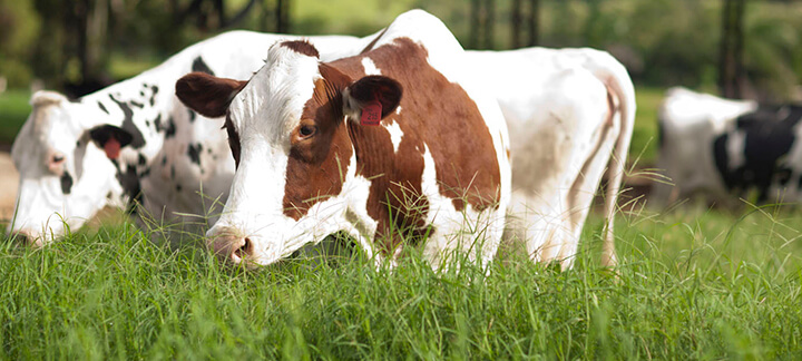 manejo de ordenha boas praticas 1