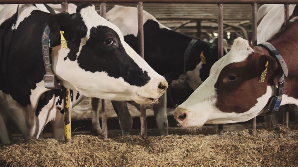 manejo nutricional no periodo pos parto 1