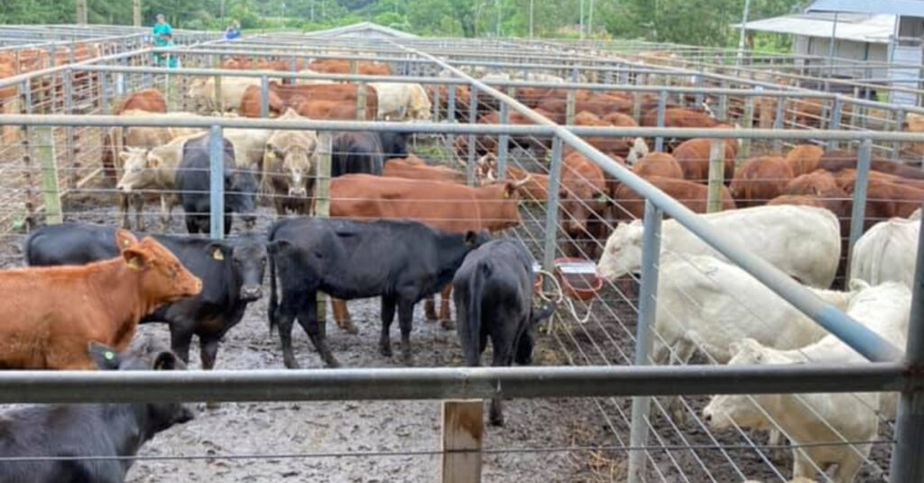 mercado brasileiro negocios de reposicao ainda seguem em ritmo lento portal dbo