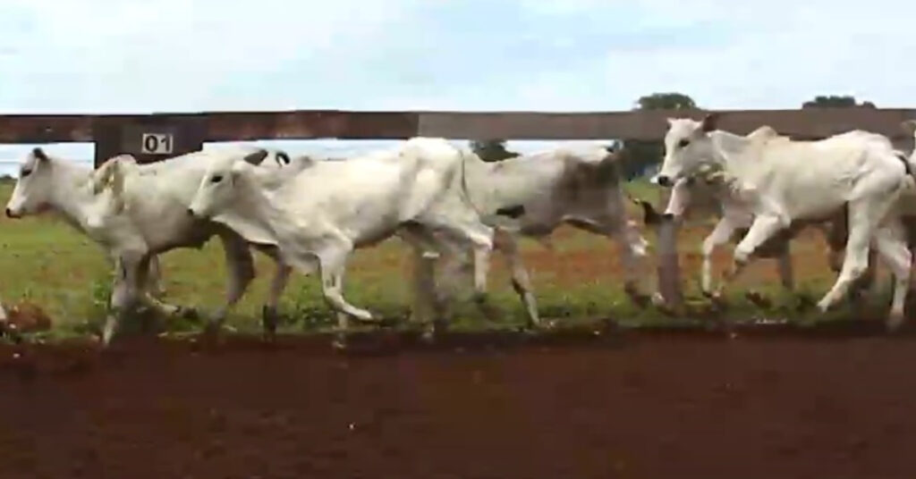 mercado de reposicao segue travado mas chuvas elevam esperanca de bons negocios portal dbo