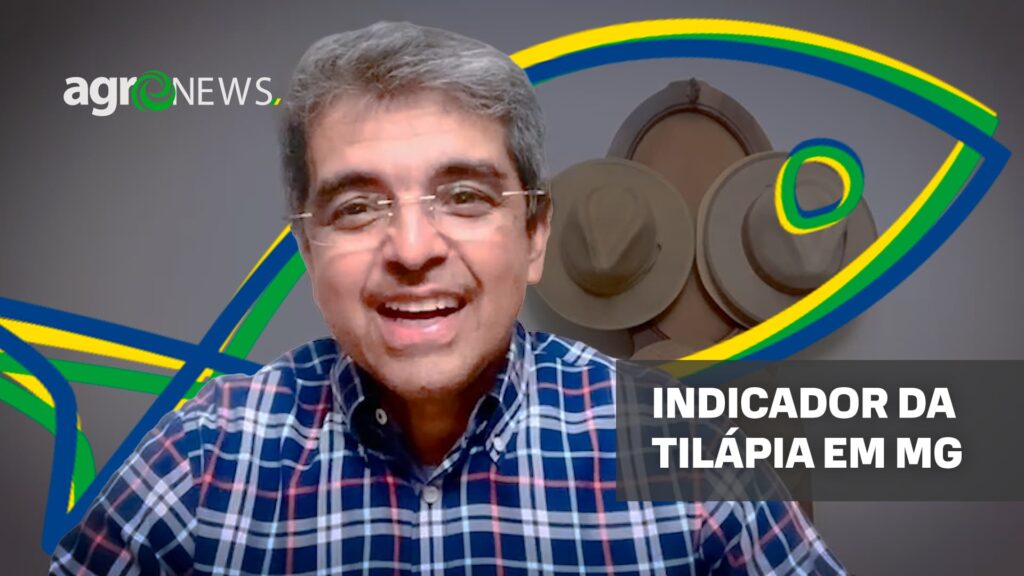mercado do peixe 12 de novembro 2022 minas entra nos indicadores de tilapia do cepea