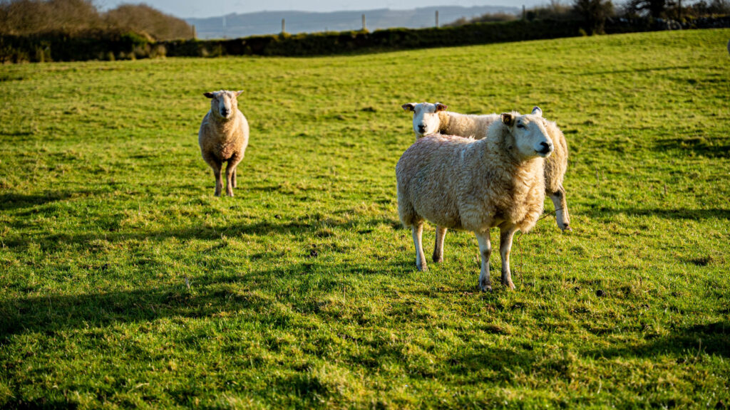 minister urged to intervene in food vision beef and sheep group impasse