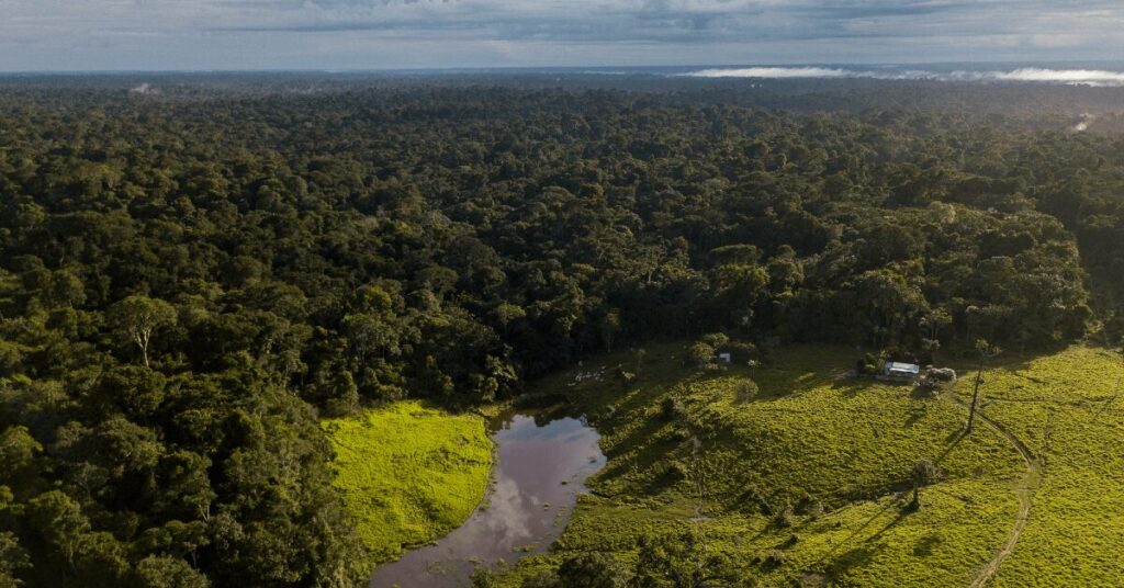 na cop 27 governadores da amazonia pedirao a lula reforco de fiscalizacao portal dbo