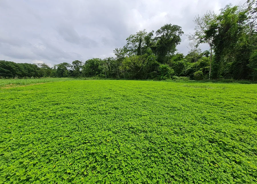 nova cultivar de amendoim forrageiro tem alto teor de proteína • Portal DBO 14 nova cultivar de amendoim forrageiro tem alto teor de proteina portal dbo