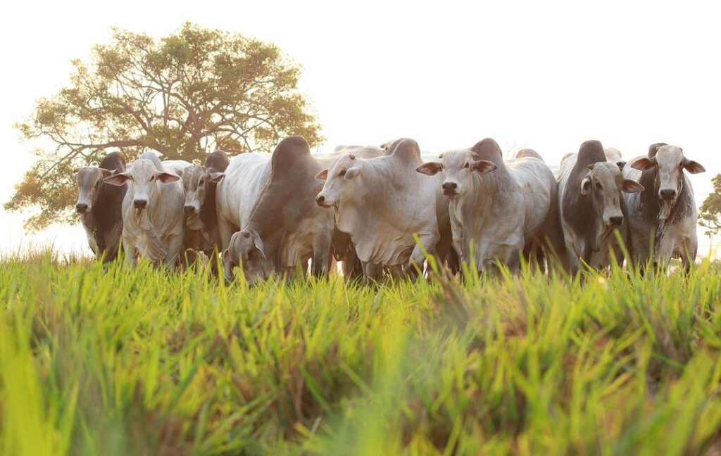 Confira preços nas principais praças brasileiras