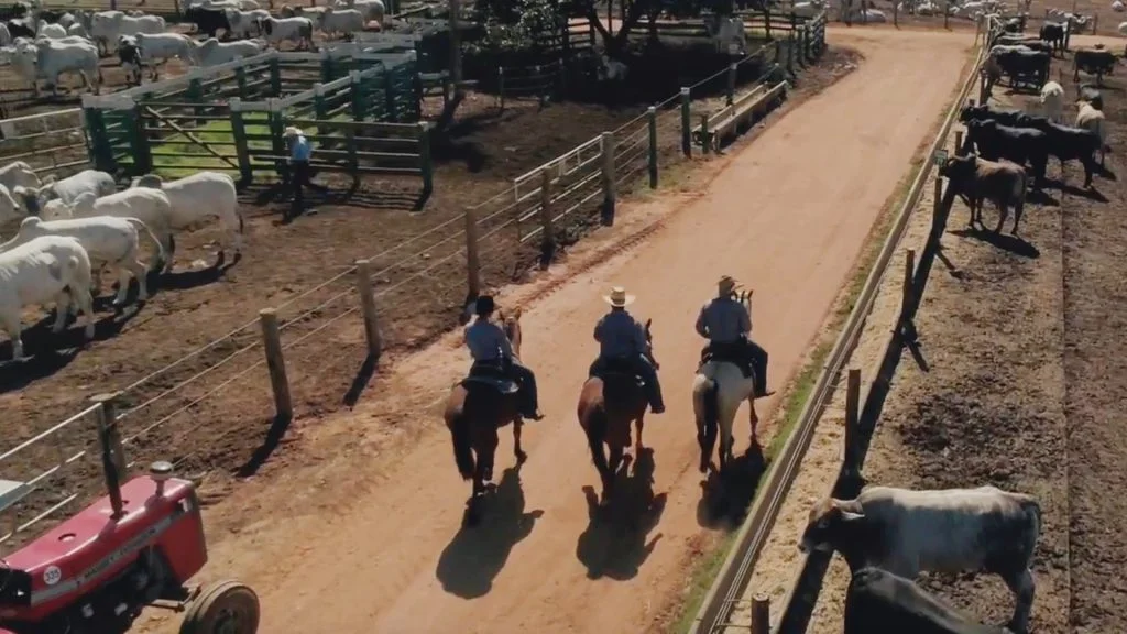 pecuaria de corte uma atividade multidisciplinar 1