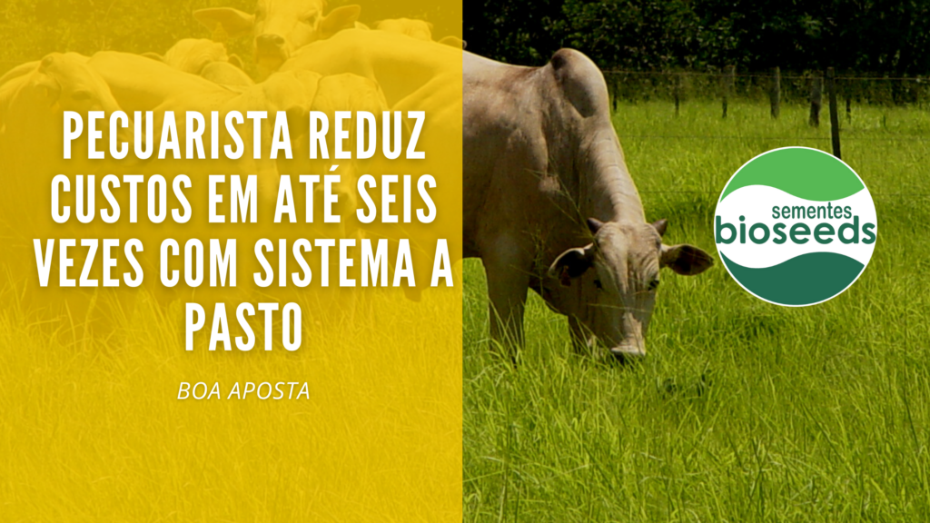 pecuarista reduz custos em ate seis vezes com sistema a pasto
