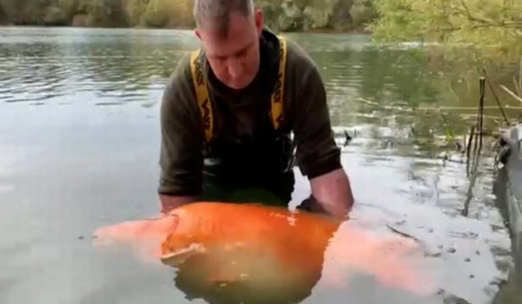 Peixe dourado de 30 kg é capturado por pescador