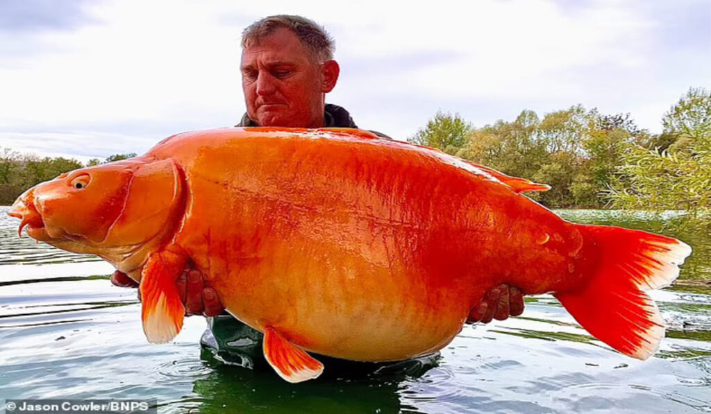 Peixe dourado de 30 kg é capturado por pescador