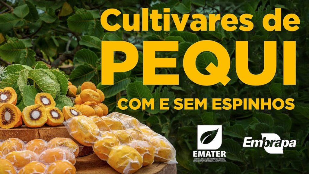 pequi sem espinhos novas cultivares sao lancadas oficialmente pela embrapa 4
