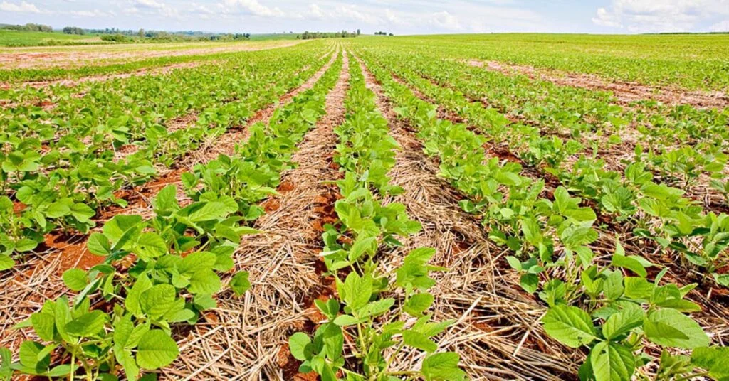 Lavouras de soja em boas condições no PR mantêm índice de 81%, diz Deral • Portal DBO 2 plantio preve rodizio de graos e cuidados para manter solo umido portal dbo 3