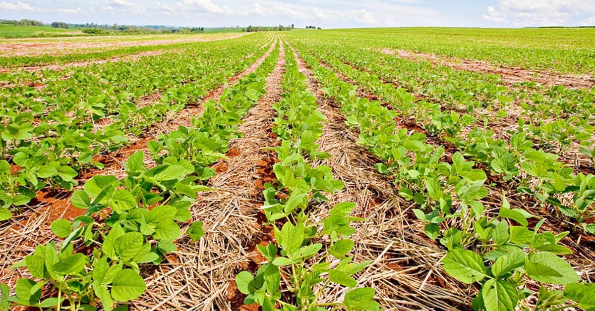 Plantio de soja da safra alcança 57,5%, diz Conab; colheita de trigo, 43,2% • Portal DBO