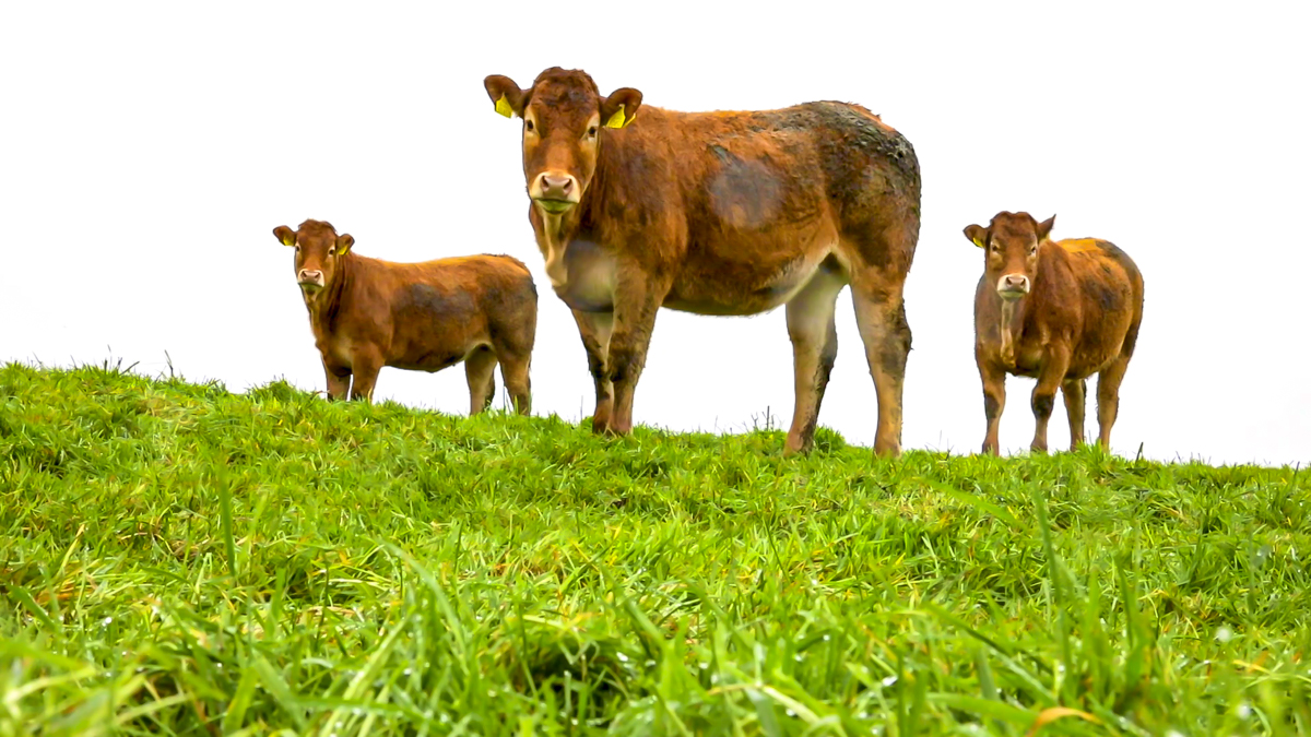 Por que o Ministério da Agricultura confirma que o caso no Pará é atípico?