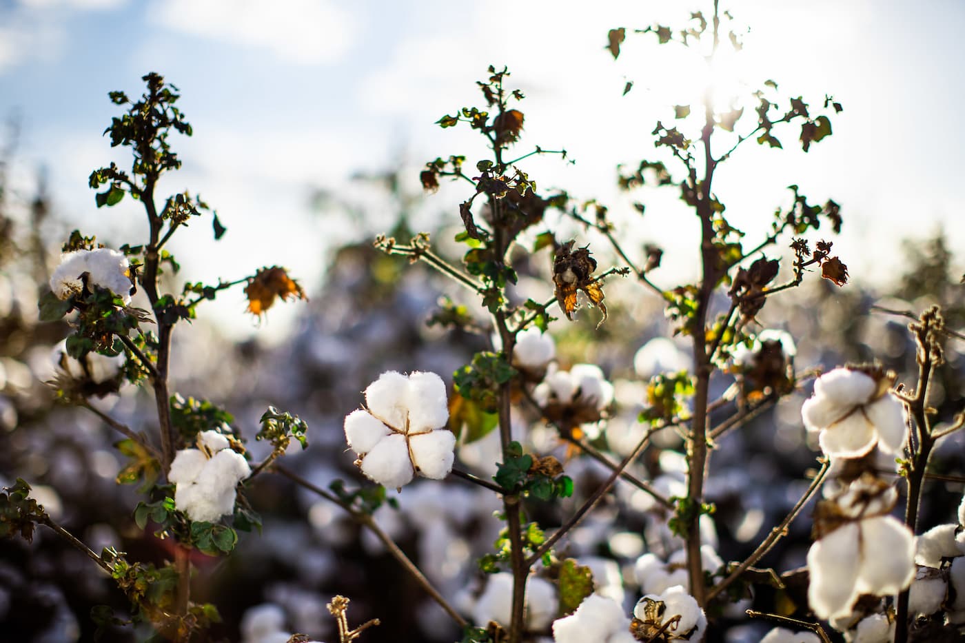 Safra de algodão 2023 segue com grandes expectativa