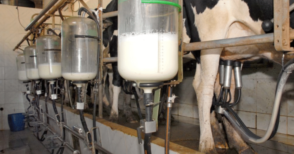 preco medio do leite no brasil cai 147 em agosto mostra cepea portal dbo