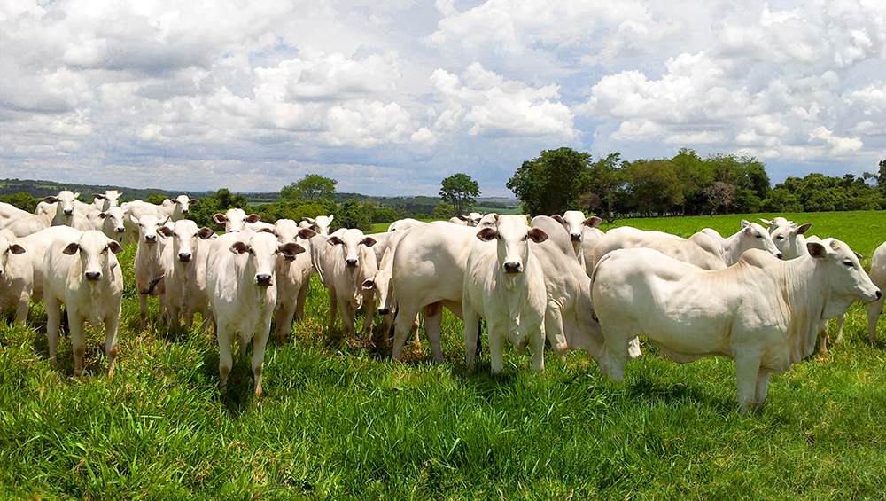 premix na midia artigo sobre cobre na revista dbo 1