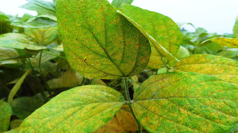 Primeiros focos de ferrugem da soja em lavoura comercial são identificados no Paraná 1 primeiros focos de ferrugem da soja em lavoura comercial sao identificados no parana