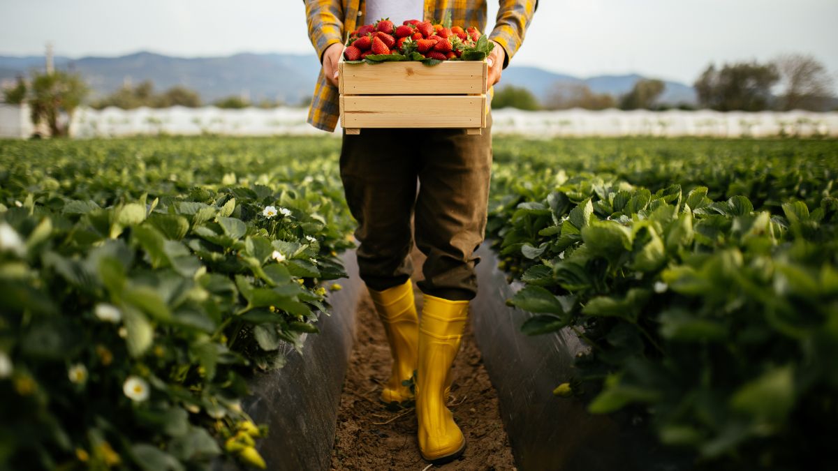 producao de alimentos confira a cobertura do broadcast sobre o assunto