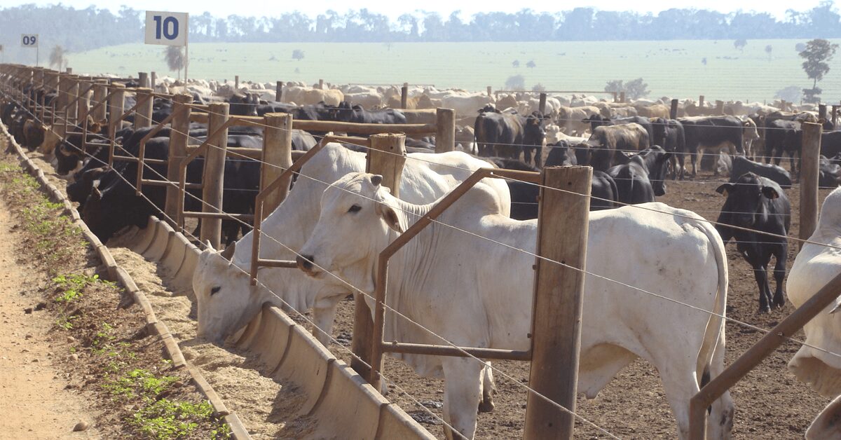 producao de carnes devera atingir 35 milhoes de toneladas no final da proxima decada portal dbo
