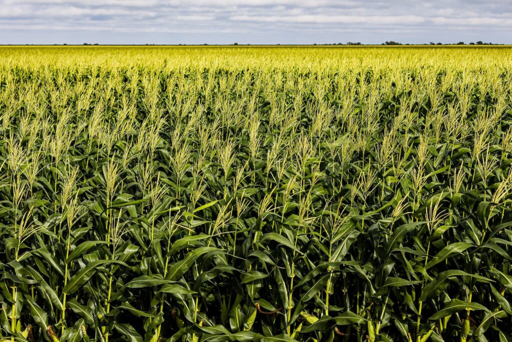 producao de graos crescera 368 nos proximos 10 anos 1
